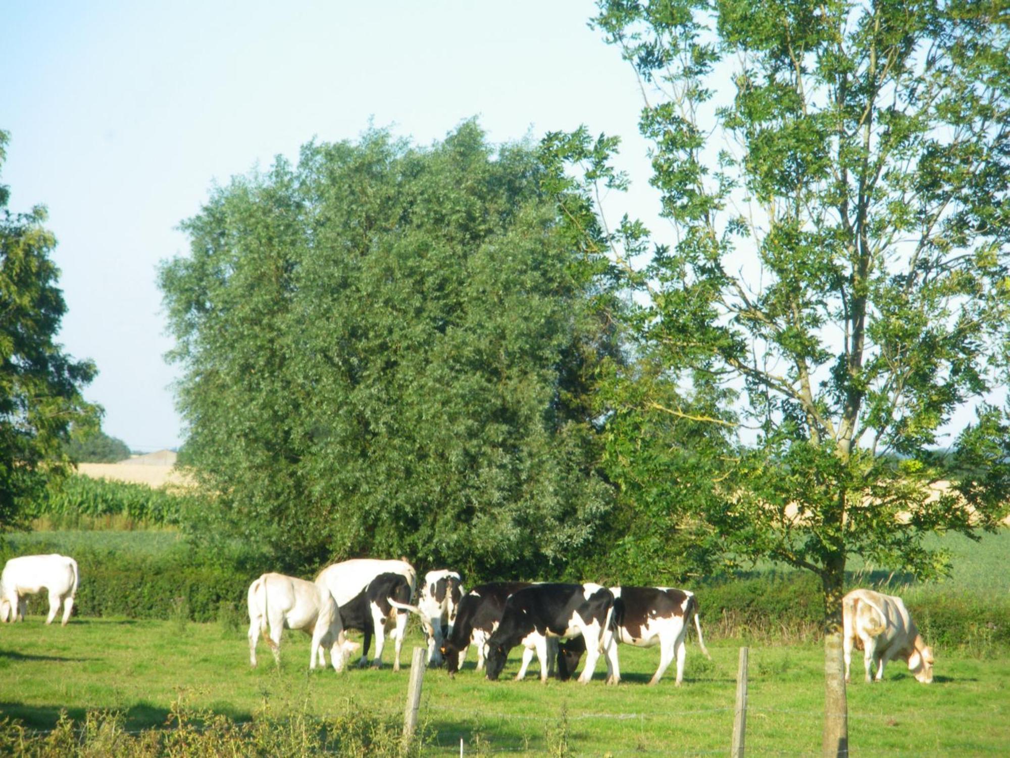 La Vallee Des Trois Monts Saint-Sylvestre-Cappel Exteriér fotografie